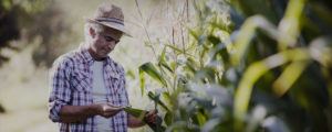 An agricultural worker touching and looking at corn husk